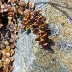 Veronica decora, photograph Jenny Saito, CC BY, iNaturalist via GBIF