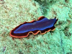 Pseudoceros ferrugineus