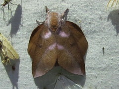 Image of Othorene purpurascens