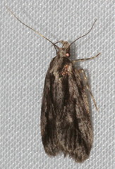 Barea sphaeridias