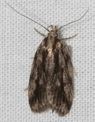 Barea sphaeridias