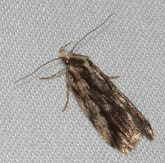Barea sphaeridias