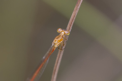 Argiocnemis rubescens