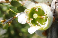 Leptospermum spinescens