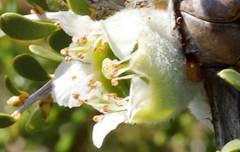 Leptospermum spinescens