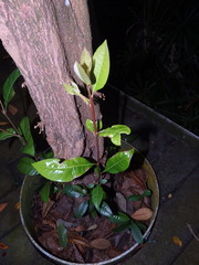 Planchonella obovata