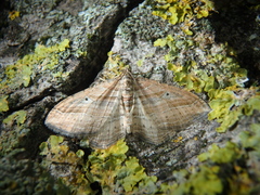 Costaconvexa polygrammata