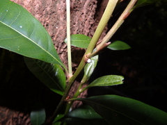 Planchonella obovata