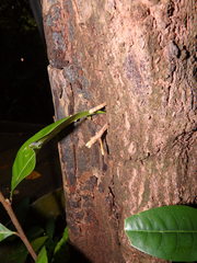 Planchonella obovata
