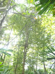 Planchonella obovata