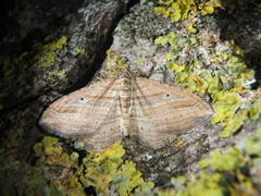 Costaconvexa polygrammata