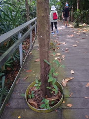 Planchonella obovata