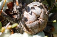 Leptospermum spinescens