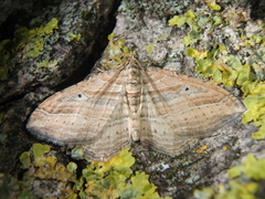 Costaconvexa polygrammata