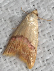 Hapaloteucha paragramma