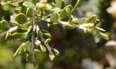 Leptospermum spinescens