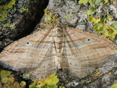 Costaconvexa polygrammata