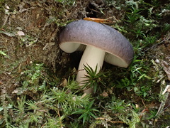 Russula azurea