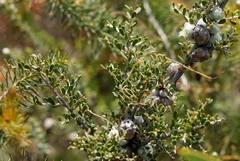 Leptospermum spinescens