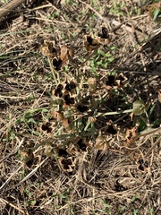 Albuca setosa
