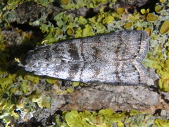 Dioryctria mendacella