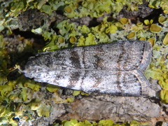 Dioryctria mendacella