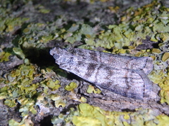 Dioryctria mendacella
