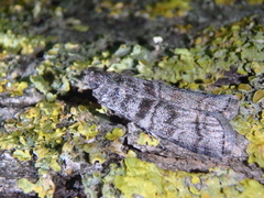 Dioryctria mendacella