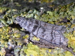 Dioryctria mendacella