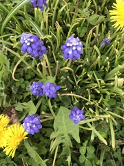 Muscari neglectum