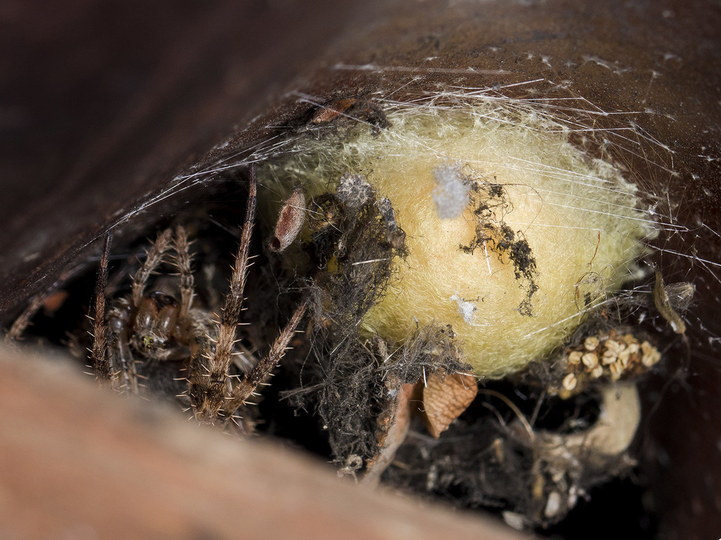 European garden spider (Araneus diadematus)