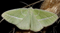 Iulops argocrana