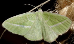 Iulops argocrana