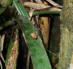 Ventrivomer ancyrophorus