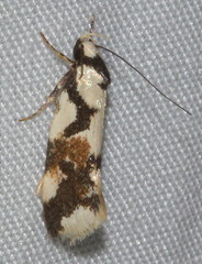 Machetis aphrobola