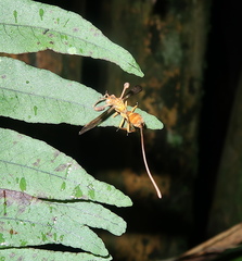Ophiocordyceps humbertii