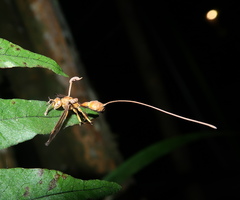 Ophiocordyceps humbertii