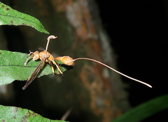 Ophiocordyceps humbertii