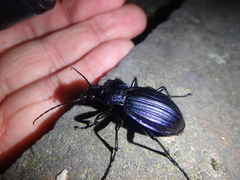 Carabus exaratus