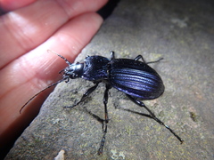 Carabus exaratus