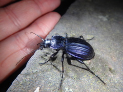 Carabus exaratus