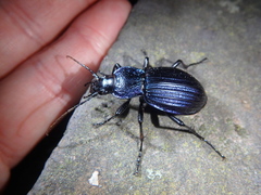 Carabus exaratus