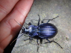 Carabus exaratus