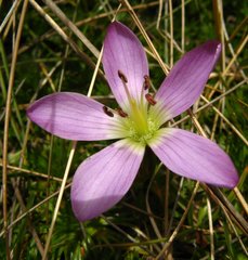Gentianella cerastioides