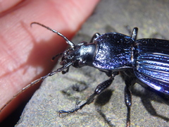 Carabus exaratus