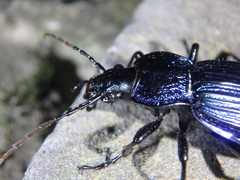 Carabus exaratus