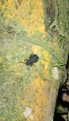 Goniadera quadrinodosa