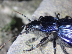 Carabus exaratus