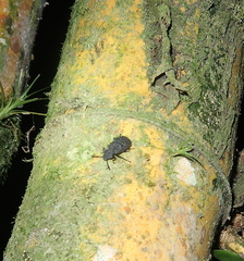 Goniadera quadrinodosa