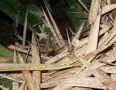 Ventrivomer ancyrophorus